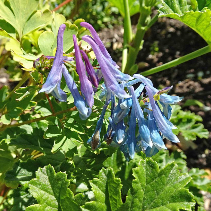 Corydalis elata (Flowering)