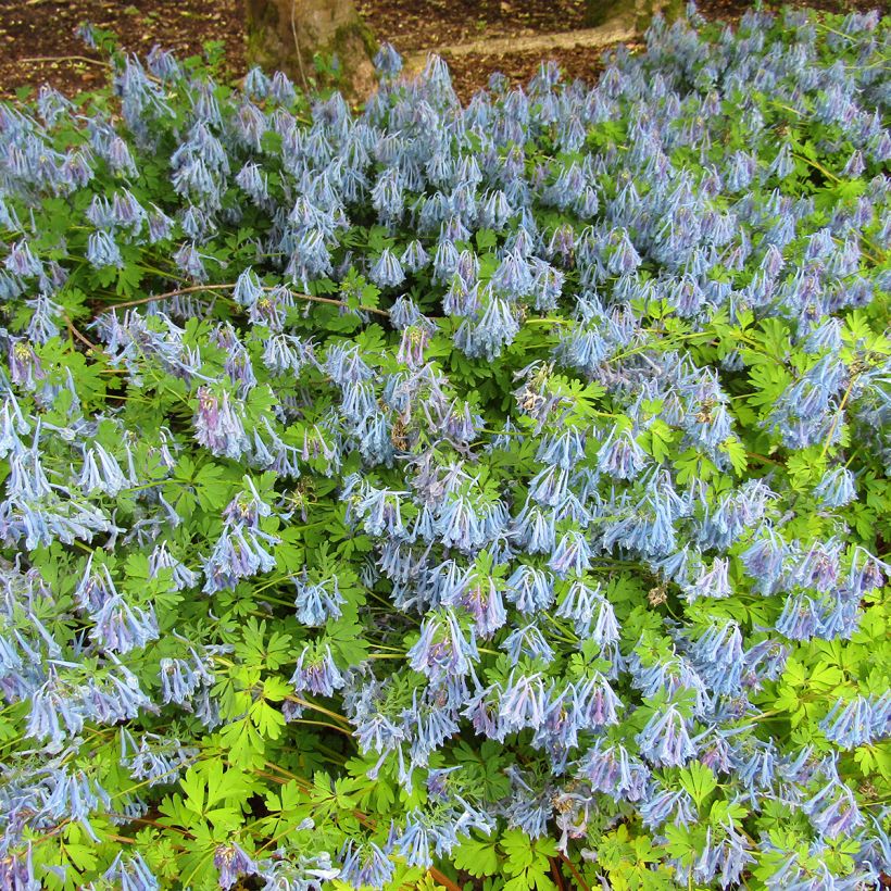 Corydalis elata (Plant habit)