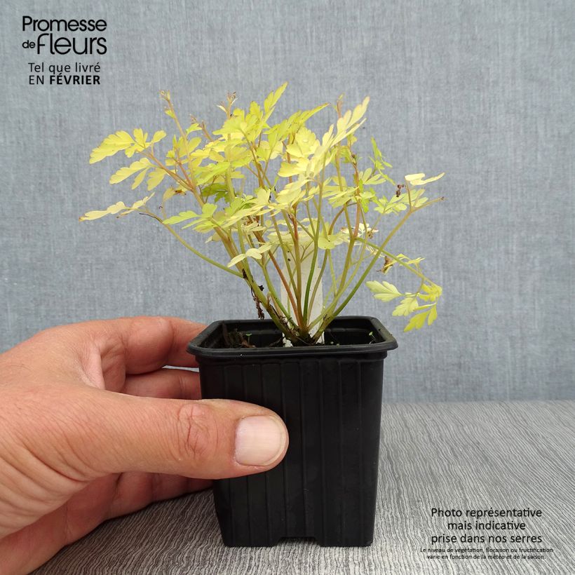 Corydalis Berry Exciting - Hybrid Corydalis 8/9 cm pot sample as delivered in autumn