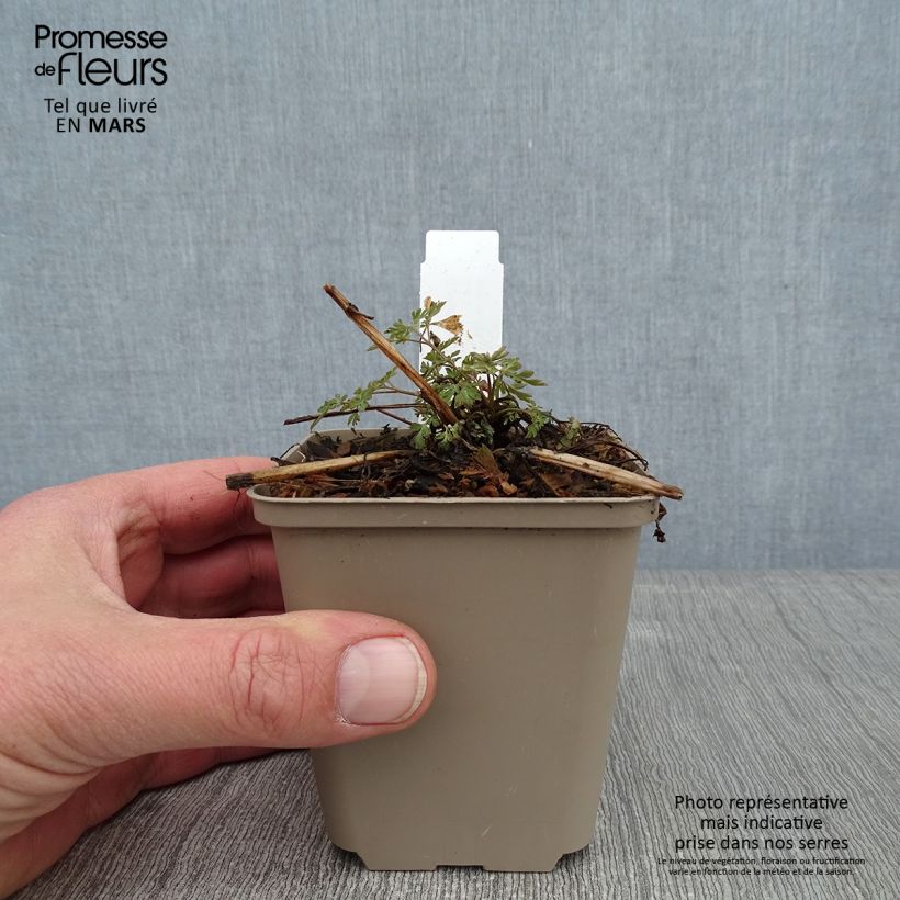 Corydalis Blackberry Wine - Hybrid Corydalis 8/9 cm pot sample as delivered in winter