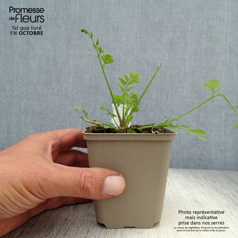 Corydalis Canary Feathers - Hybrid Corydalis 8/9 cm pot sample as delivered in autumn