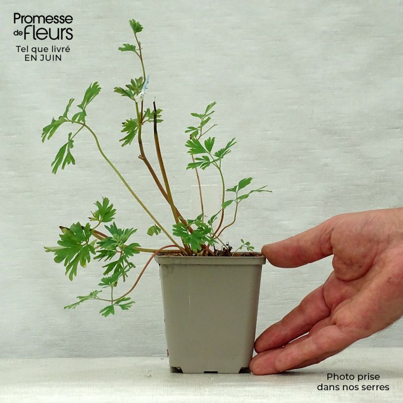 Corydalis Craigton Blue 8/9 cm pot sample as delivered in summer