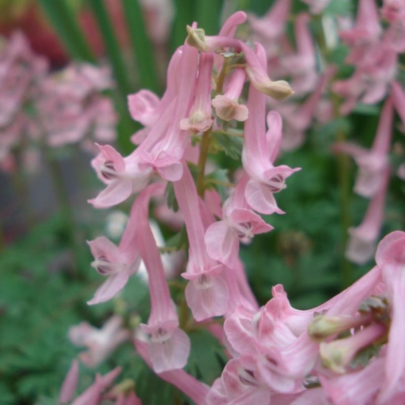 Corydalis solida Beth Evans (Flowering)