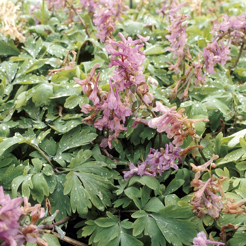 Corydalis solida ssp. solida (Foliage)