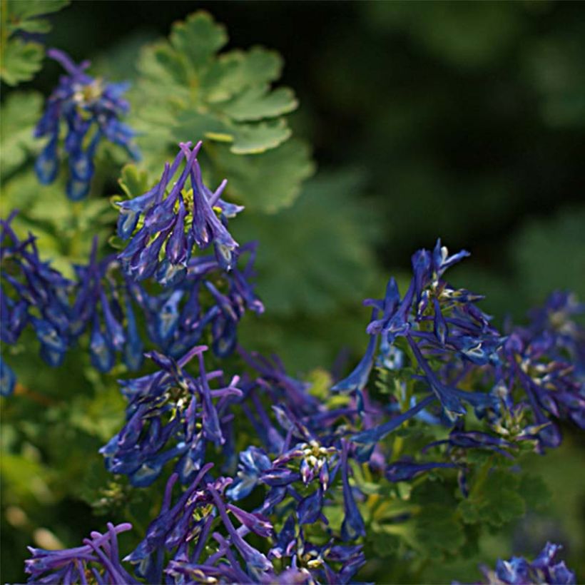 Corydalis elata Blue Summit (Flowering)