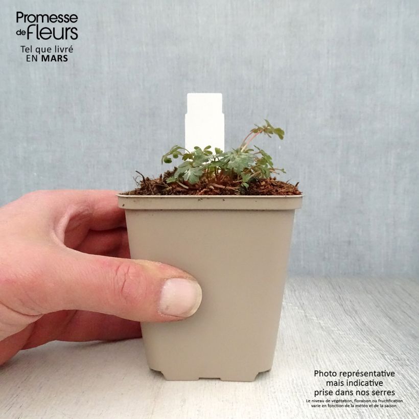 Corydalis flexuosa Blue Panda 8/9 cm pot sample as delivered in spring