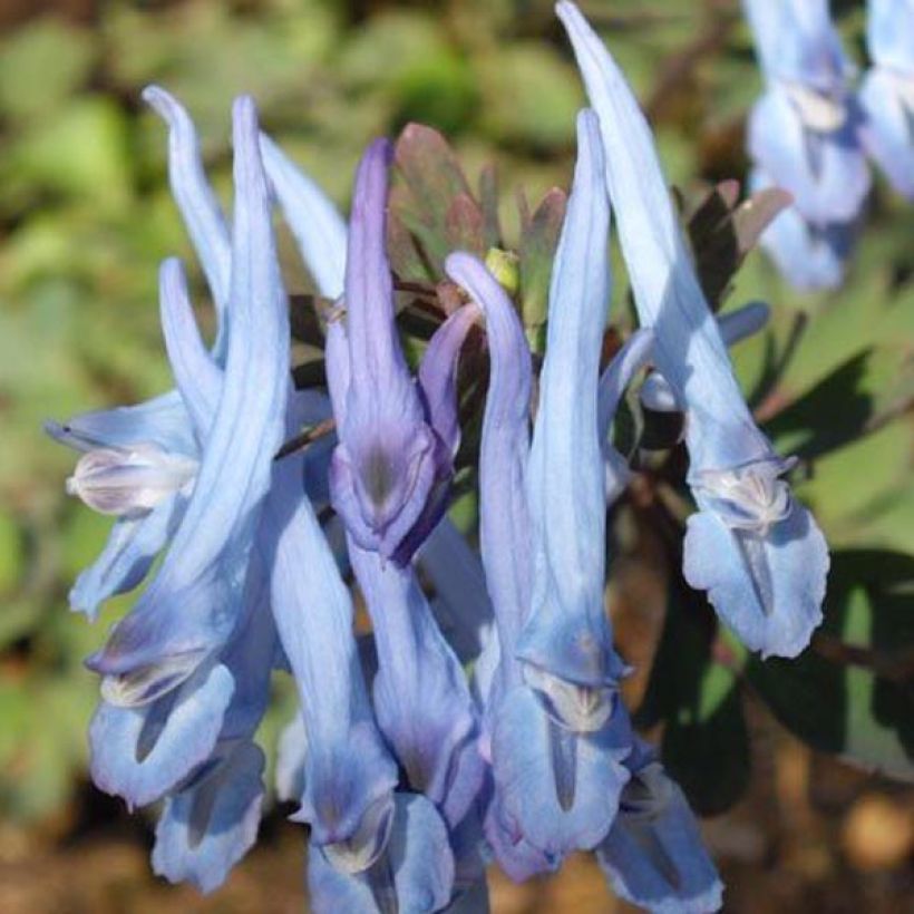 Corydalis flexuosa China Blue (Flowering)