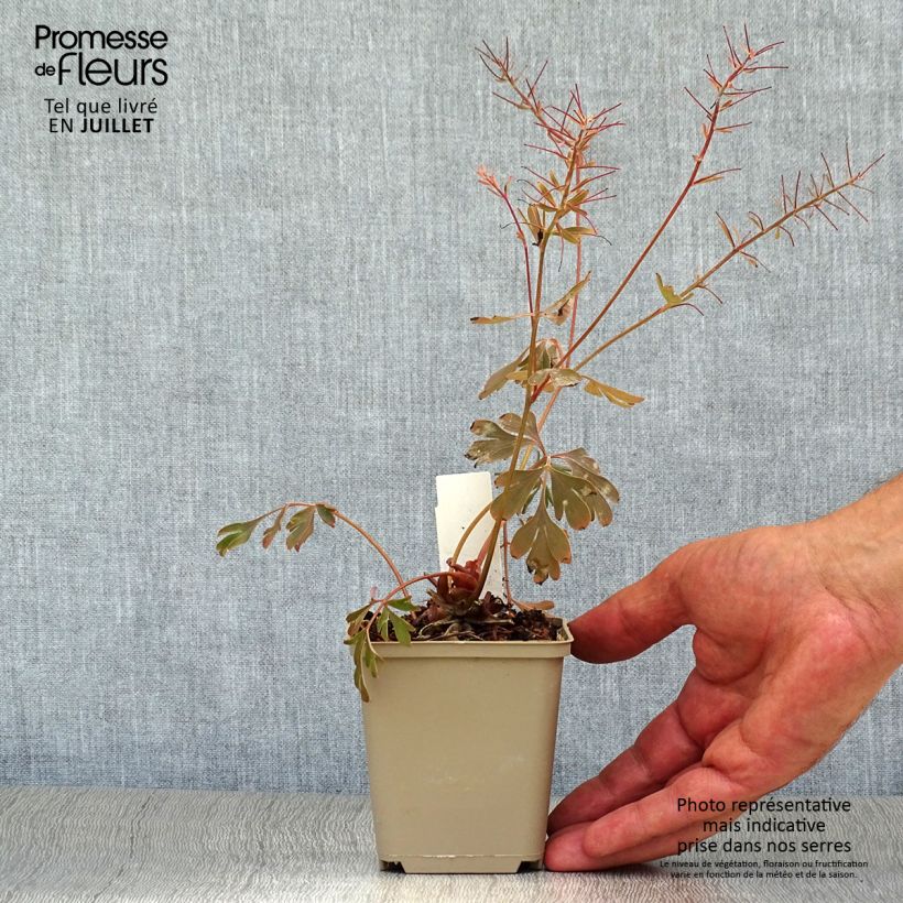 Corydalis flexuosa Porcelain Blue 8/9 cm pot sample as delivered in summer