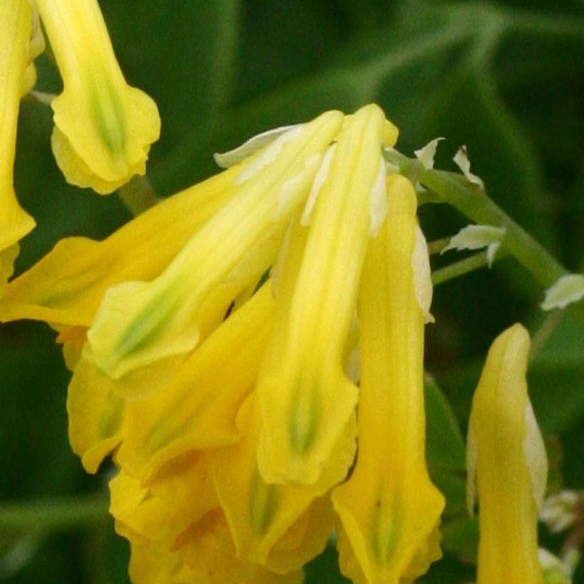 Corydalis lutea (Flowering)