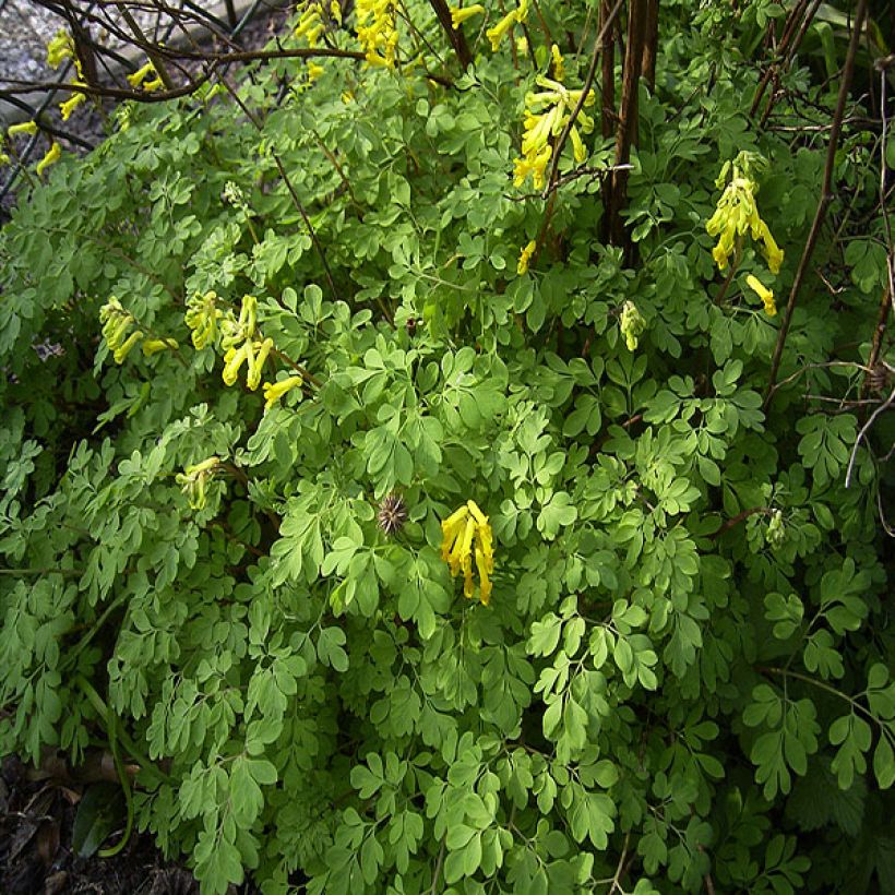 Corydalis lutea (Plant habit)