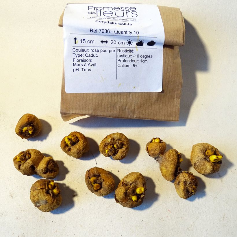 Example of Corydalis solida Bulb size 5+ specimen as delivered