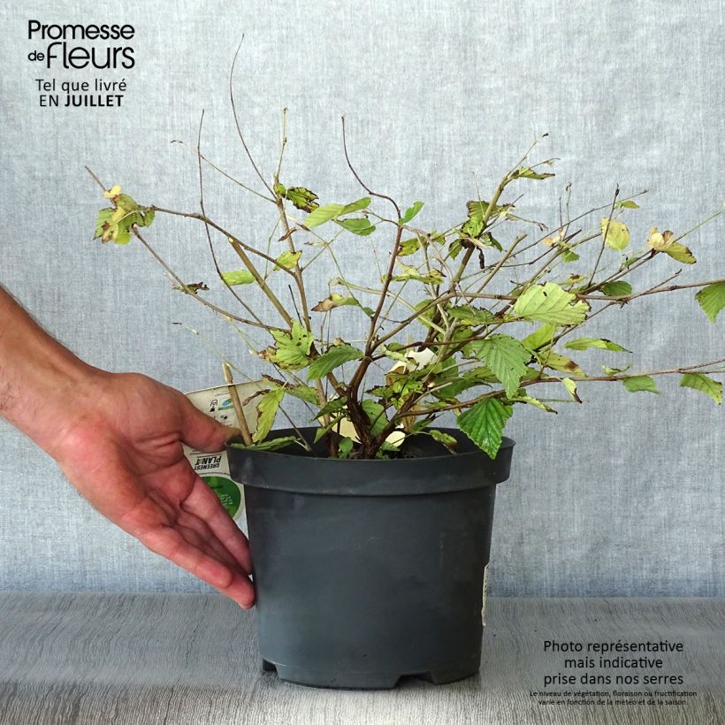 Corylopsis pauciflora 2L/3L pot sample as delivered in summer