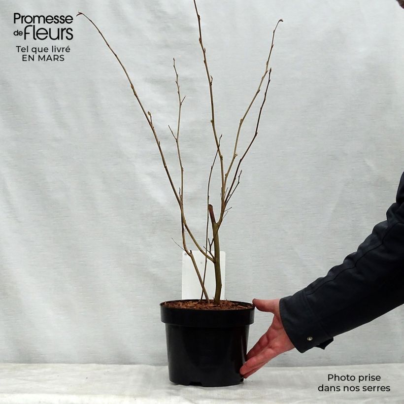 Corylopsis spicata 2L/3L pot sample as delivered in spring