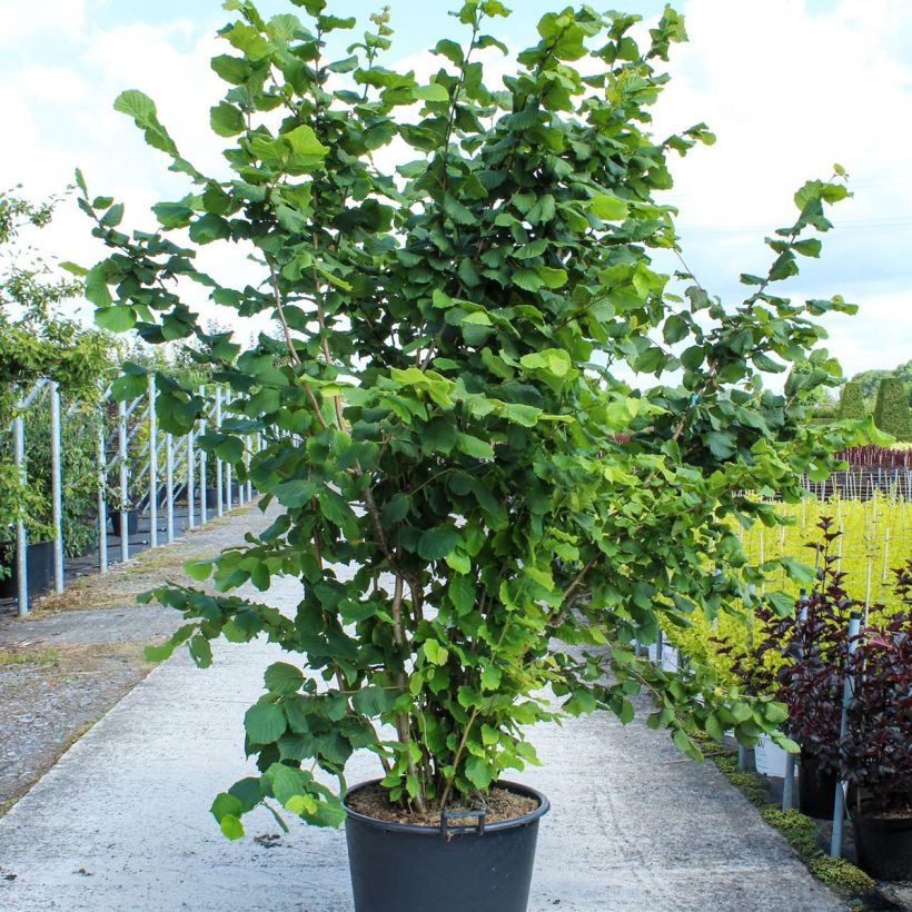 Corylus avellana - Common Hazel 80L/90L pot sample as delivered in spring
