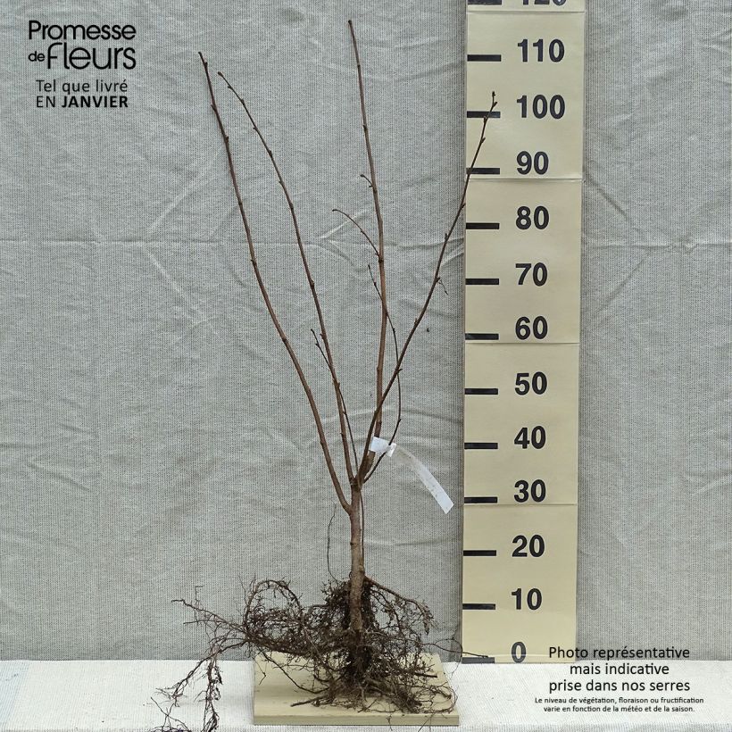 Corylus avellana Webbs Prize Cobb - Common Hazel Bare root sample as delivered in winter
