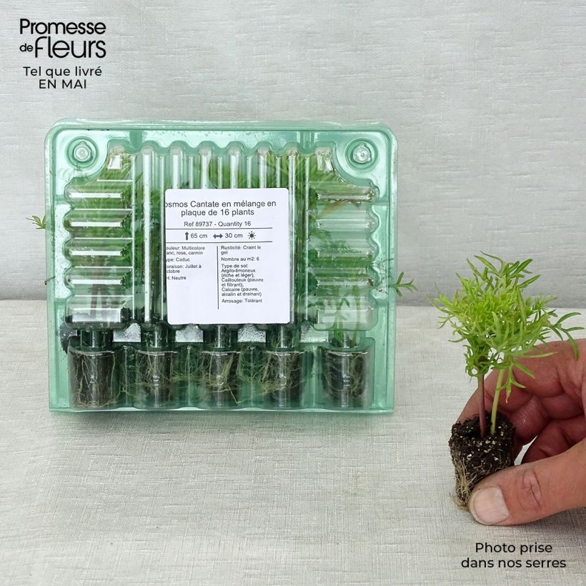 Cosmos Cantate mix Plug plants 3.8 x 3.2cm - Tray of 16 sample as delivered in spring