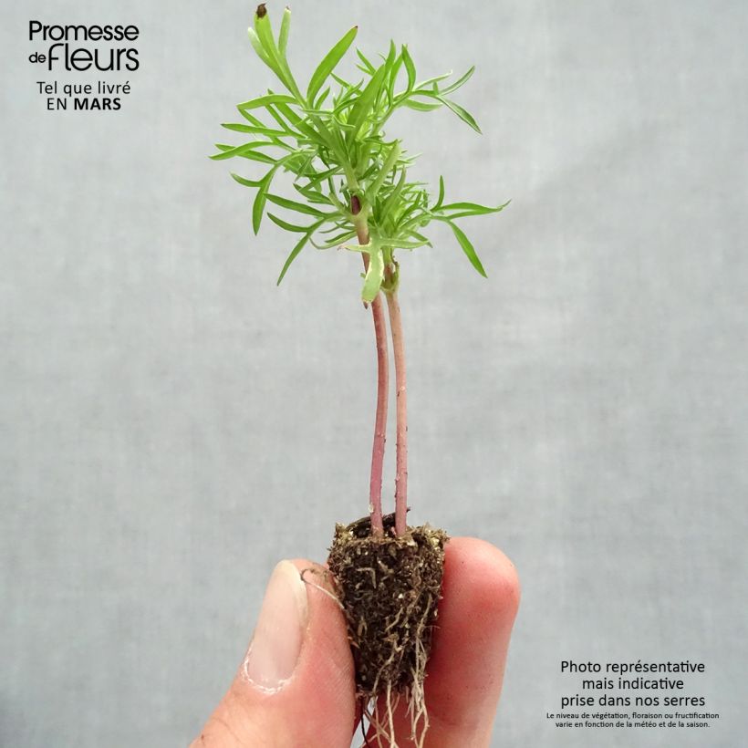 Cosmos Cantate mix Plug plant 2.2cm x 2cm - Tray of 35 sample as delivered in spring