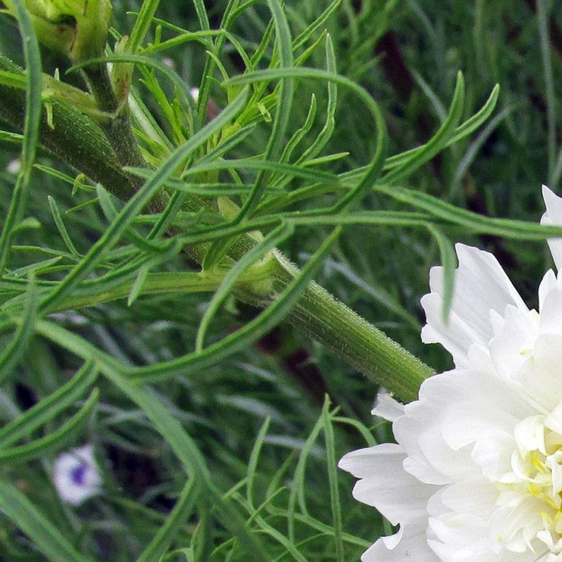 Cosmos Double Click Snow Puff Seed - Cosmos bipinnatus (Foliage)