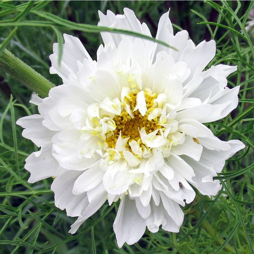 Cosmos Double Click Snow Puff Seed - Cosmos bipinnatus (Flowering)