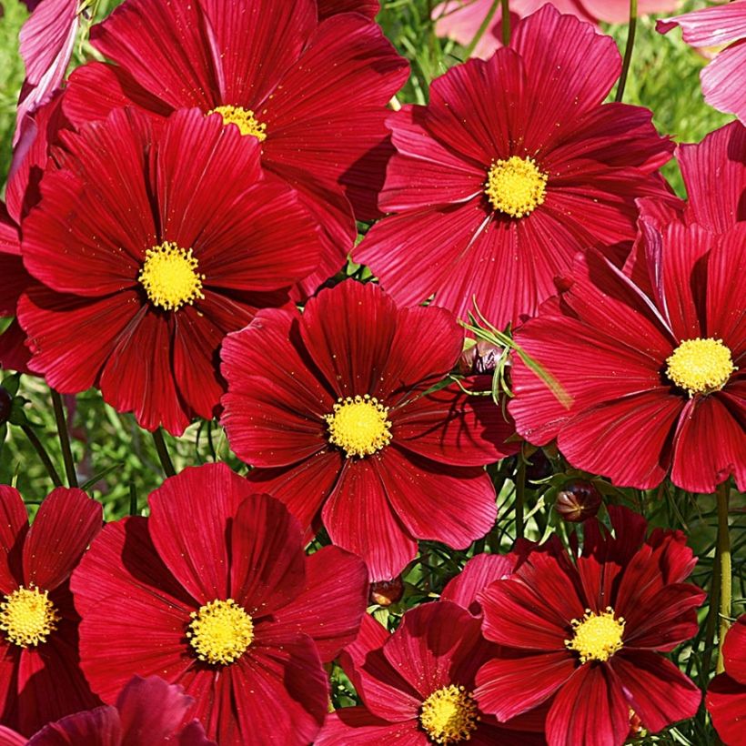 Cosmos Rubenza Carmine Red plugs - Garden Cosmos (Flowering)