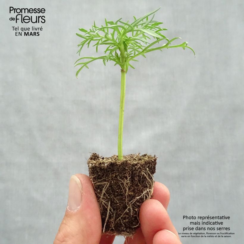 Cosmos bipinnatus Sonata White Plug plants 3.8 x 3.2cm - Tray of 16 sample as delivered in spring