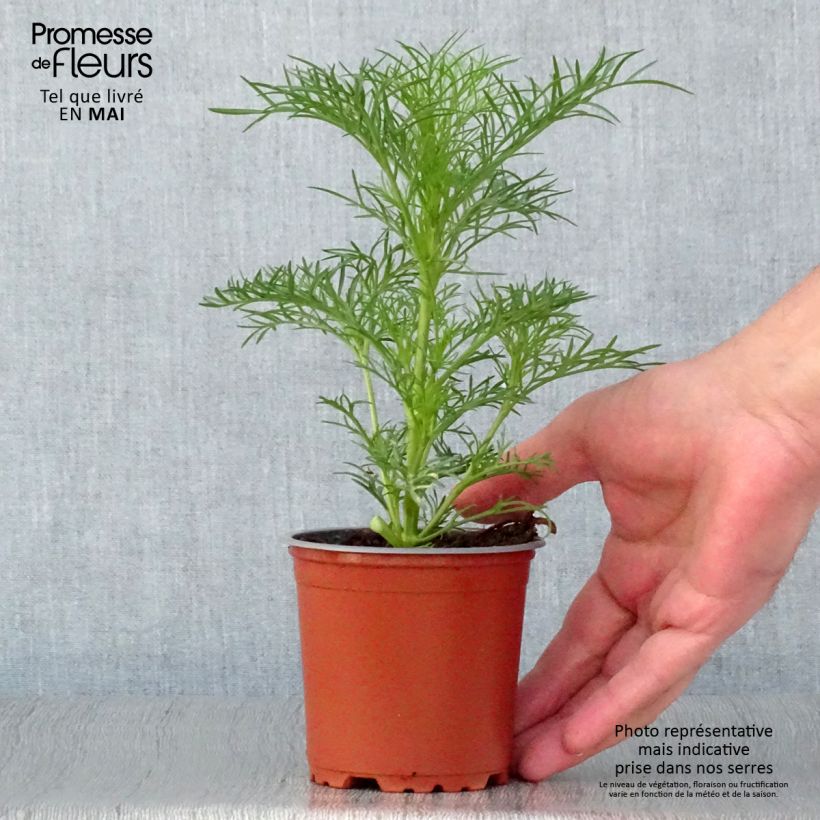 Cosmos bipinnatus Sonata White 10cm/11cm pot sample as delivered in spring