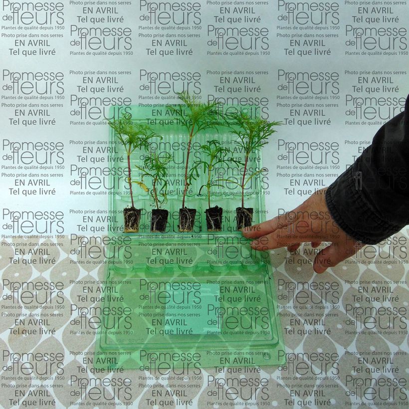 Example of Cosmos Sonata Carmin - Garden Cosmos Plug plant 3/4cm specimen as delivered