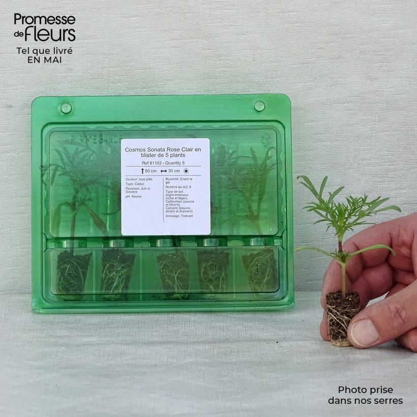 Cosmos  bipinnatus Sonata Light Pink Plug plant 1.5/2.5 cm sample as delivered in spring