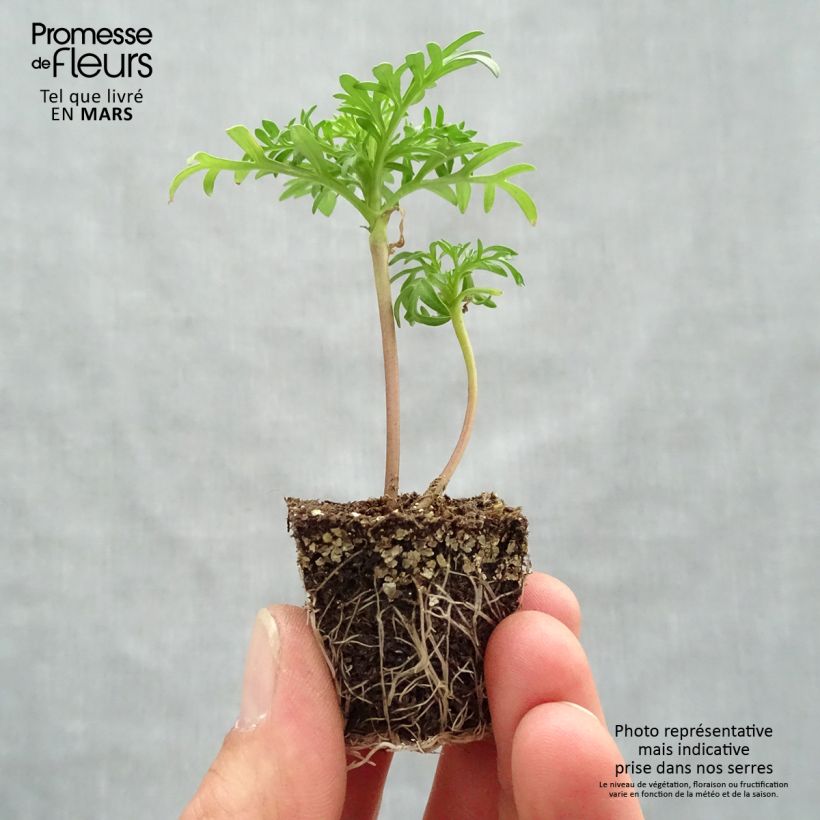Cosmos  bipinnatus Sonata Light Pink Plug plants 3.8 x 3.2cm - Tray of 16 sample as delivered in spring