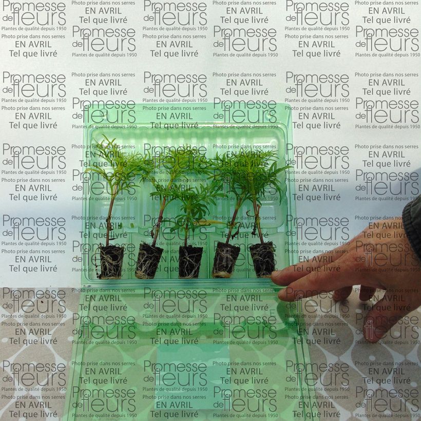 Example of Cosmos Sonata Rose - Garden Cosmos Plug plant 3/4cm specimen as delivered