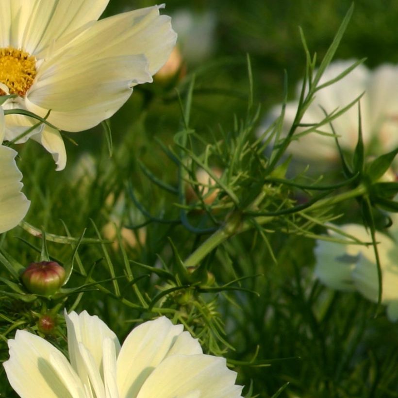 Cosmos bipinnatus Xanthos - Garden Cosmos (Foliage)