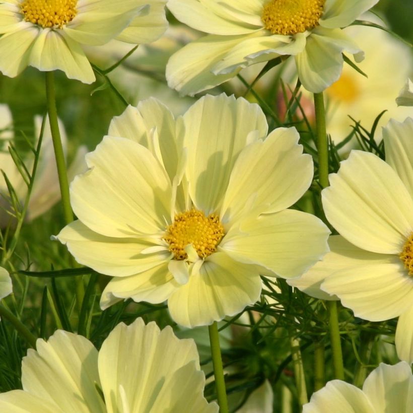 Cosmos bipinnatus Xanthos - Garden Cosmos (Flowering)