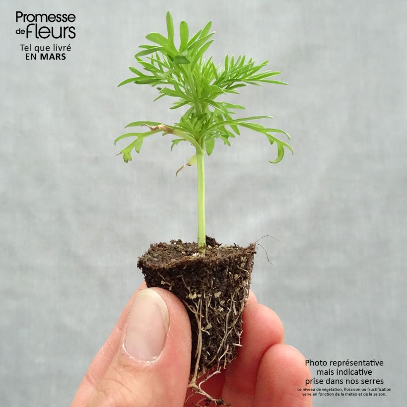 Cosmos bipinnatus Xanthos - Garden Cosmos Plug plants 3.8 x 3.2cm - Tray of 16 sample as delivered in spring