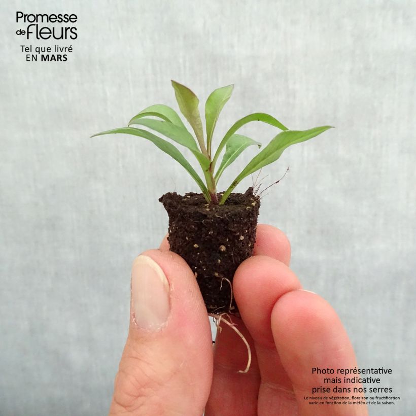 Cosmos atrosanguineus Chocamocha Plug plant 1.5/2.5 cm sample as delivered in spring