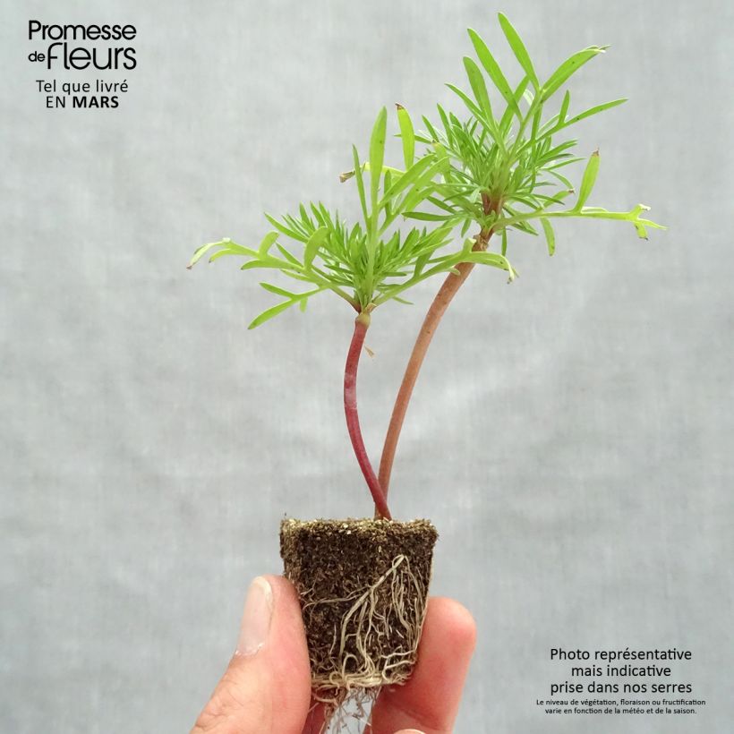 Cosmos bipinatus Double Click Mix - Garden Cosmos Plug plants 3.8 x 3.2cm - Tray of 16 sample as delivered in spring