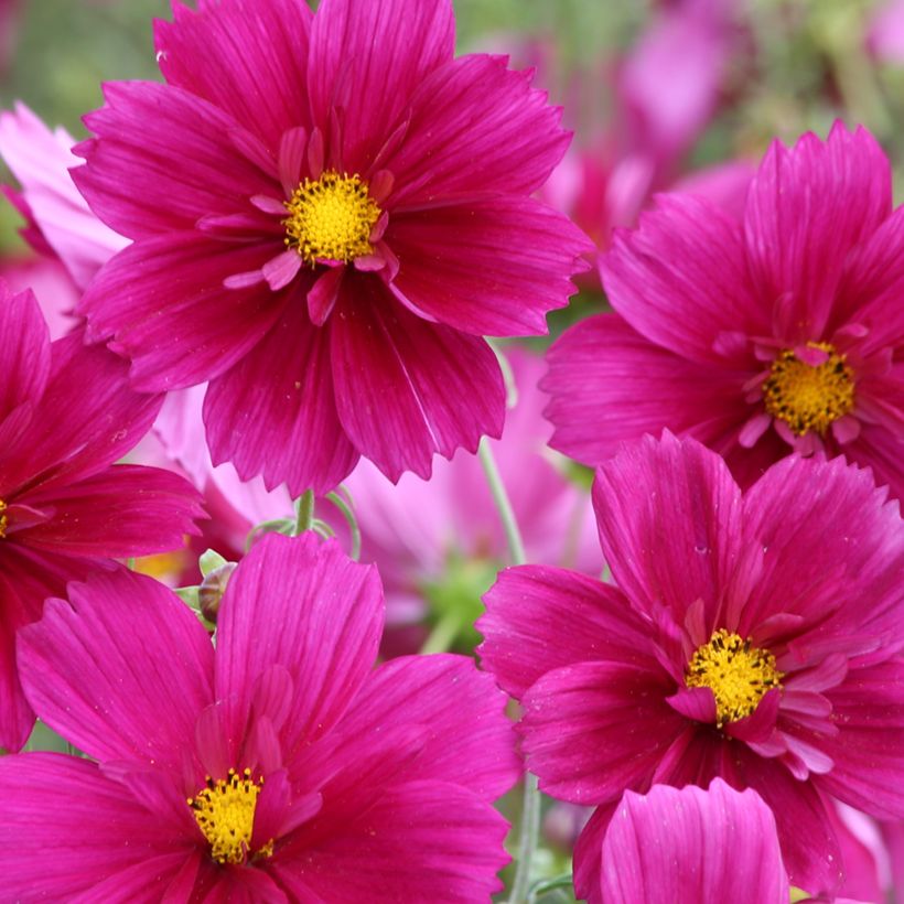 Cosmos Fandango seeds - Cosmos bipinnatus (Flowering)