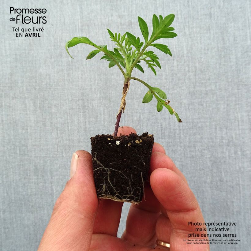 Cosmos sulphureus Mandarin Plug plant 3/4cm sample as delivered in spring