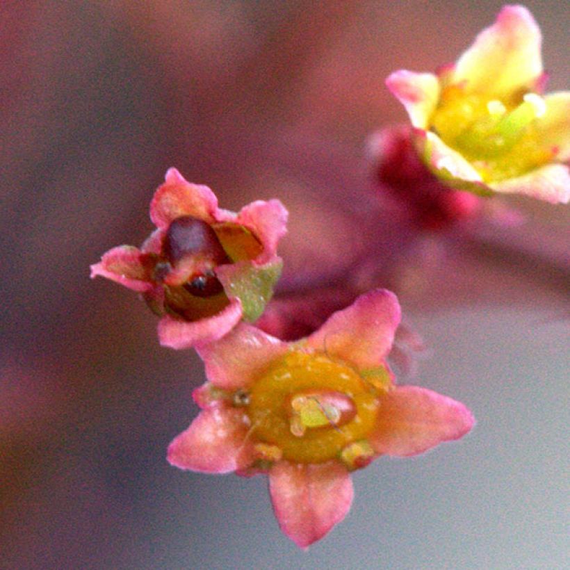 Cotinus Grace - Smoke Bush (Flowering)