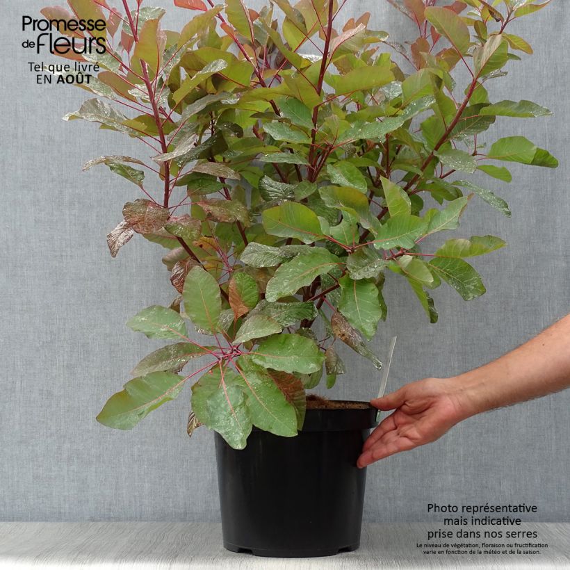 Cotinus Grace - Smoke Bush 7.5L/10L pot sample as delivered in summer