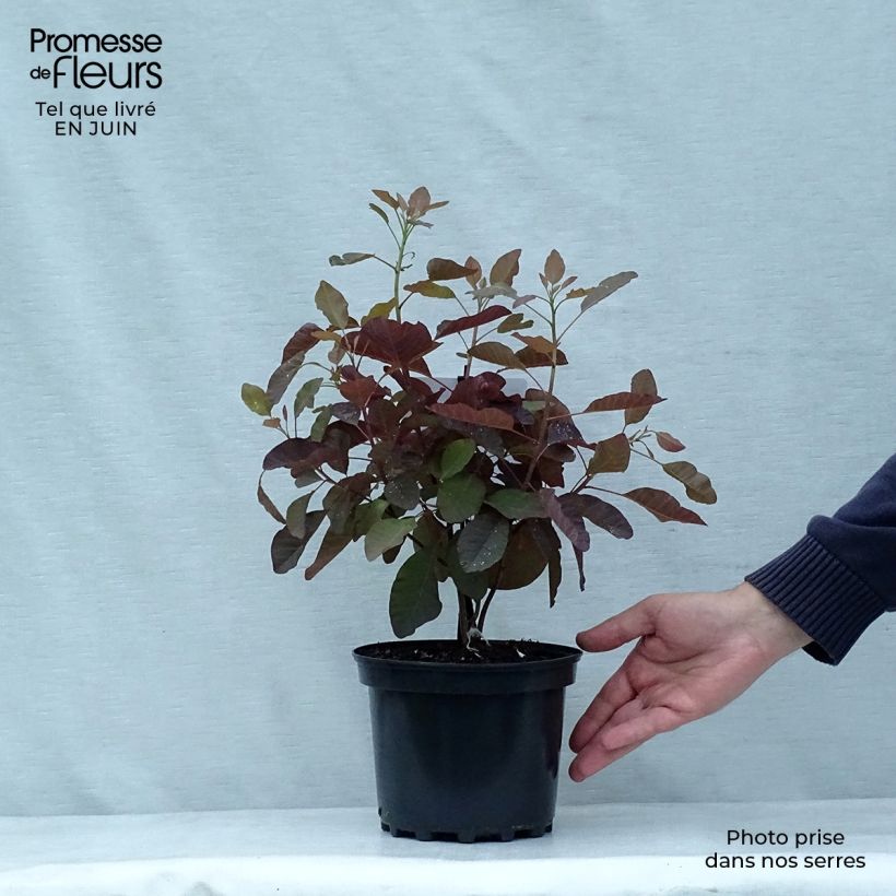 Cotinus Grace - Smoke Bush 2L/3L pot sample as delivered in summer
