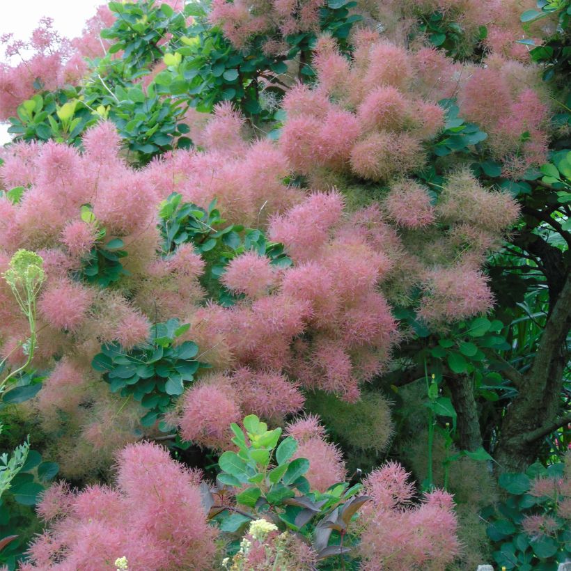 Cotinus coggygria Smokey Joe - Smoke Bush (Flowering)