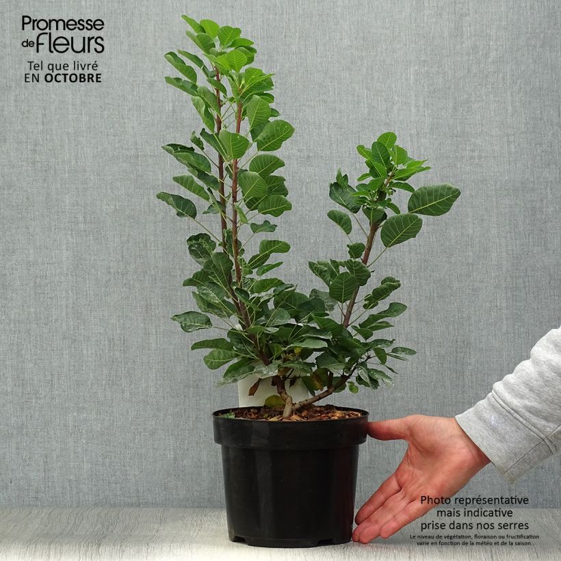 Cotinus coggygria Smokey Joe - Smoke Bush 3L/4L pot sample as delivered in autumn
