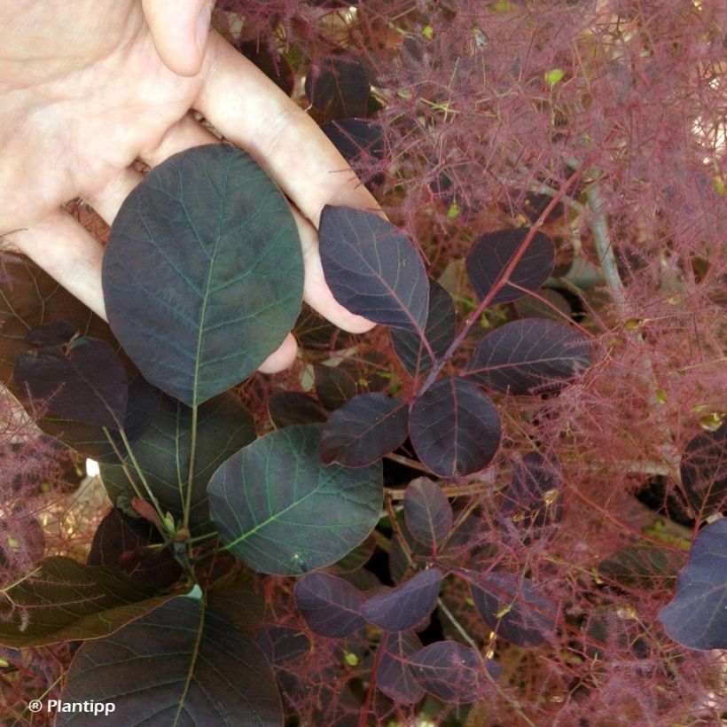 Cotinus coggygria Dusky Maiden - Smoke Bush (Foliage)