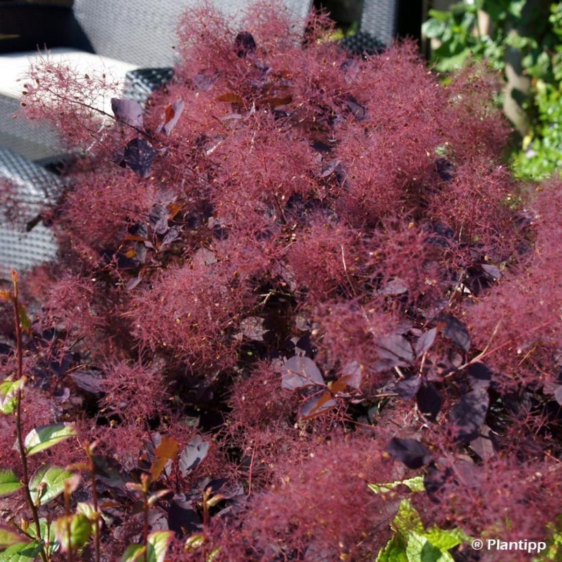 Cotinus coggygria Dusky Maiden - Smoke Bush (Flowering)