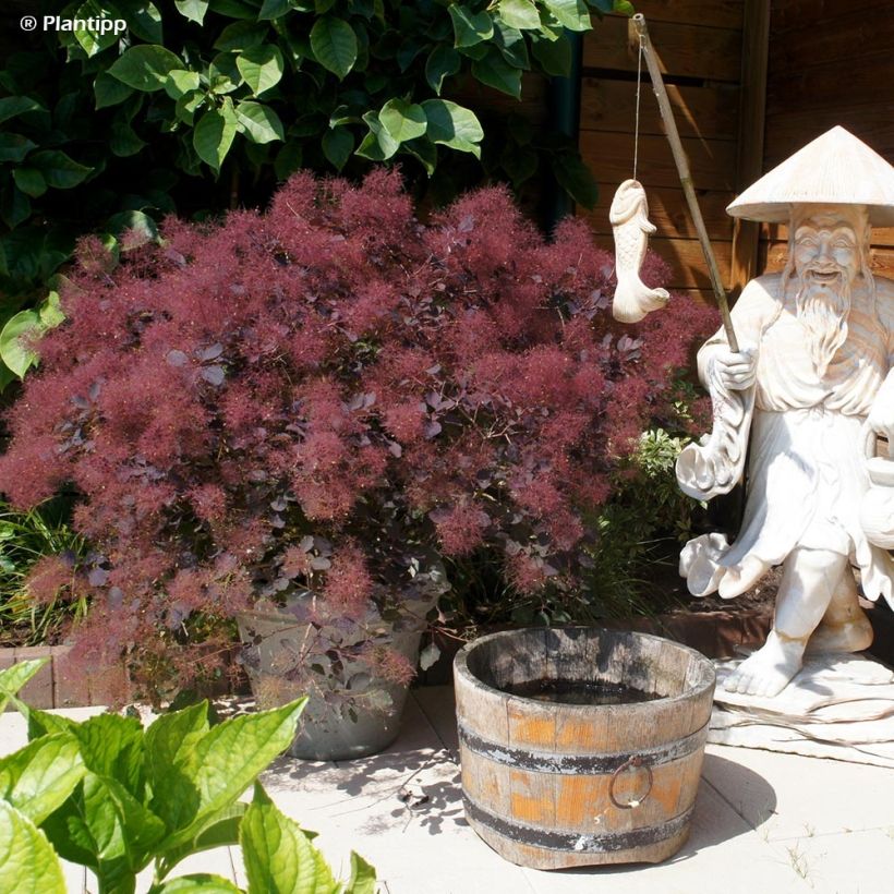 Cotinus coggygria Dusky Maiden - Smoke Bush (Plant habit)