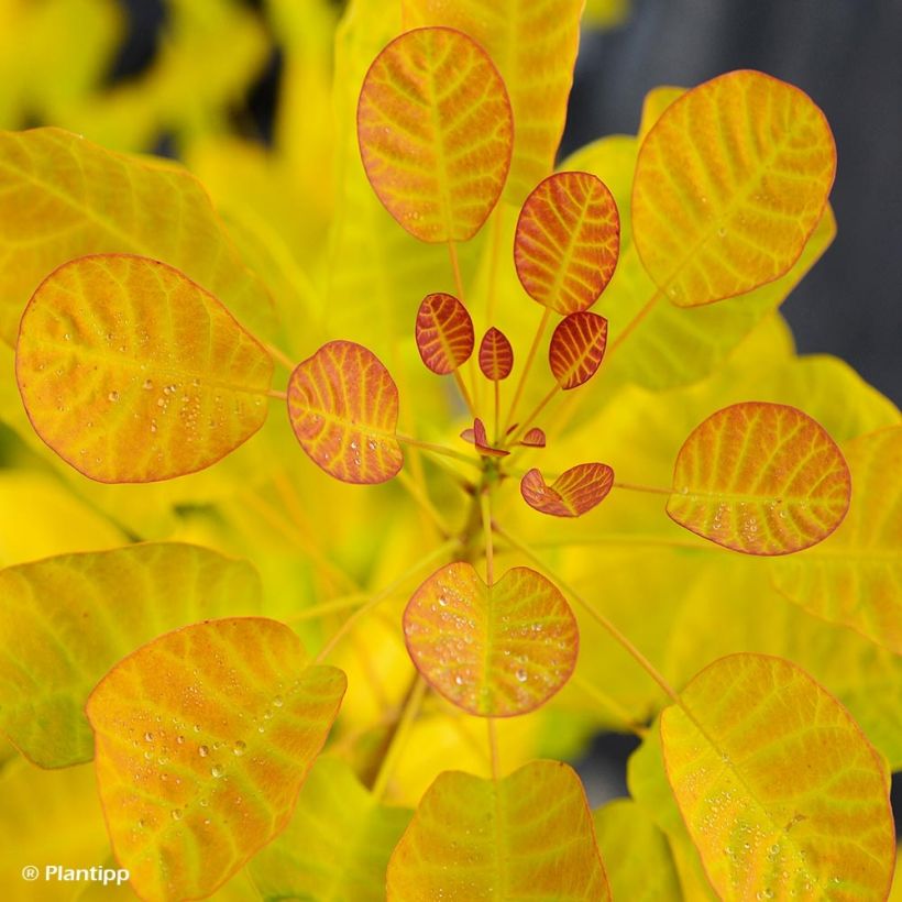 Cotinus coggygria Golden Lady - Smoke Bush (Foliage)
