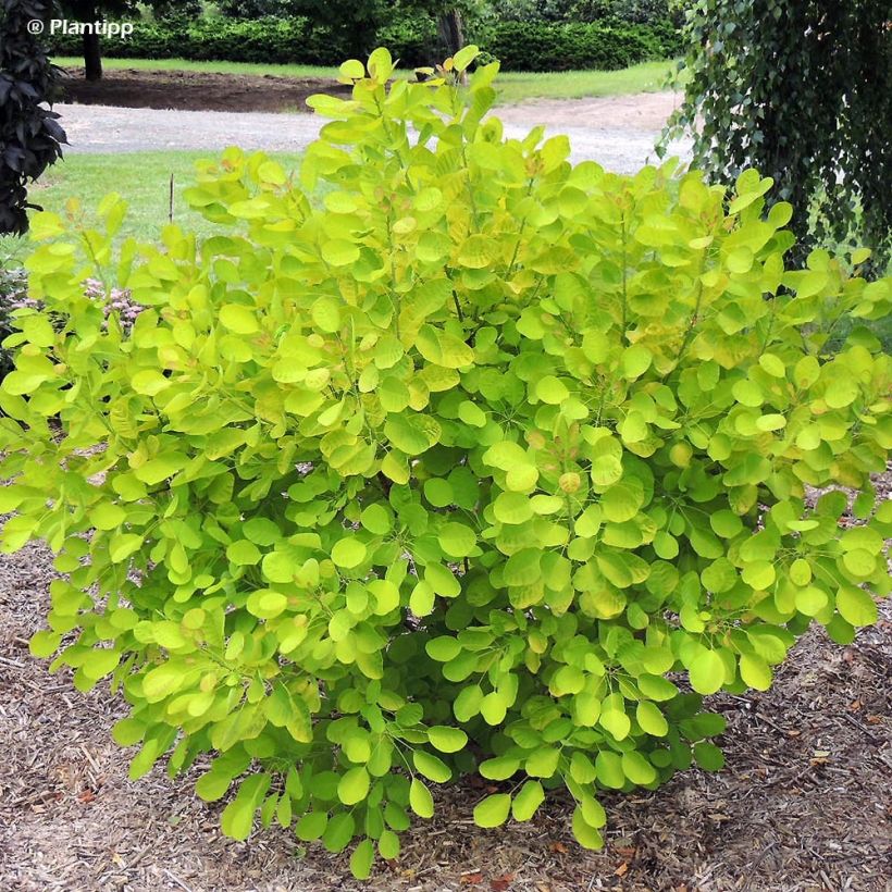 Cotinus coggygria Golden Lady - Smoke Bush (Plant habit)