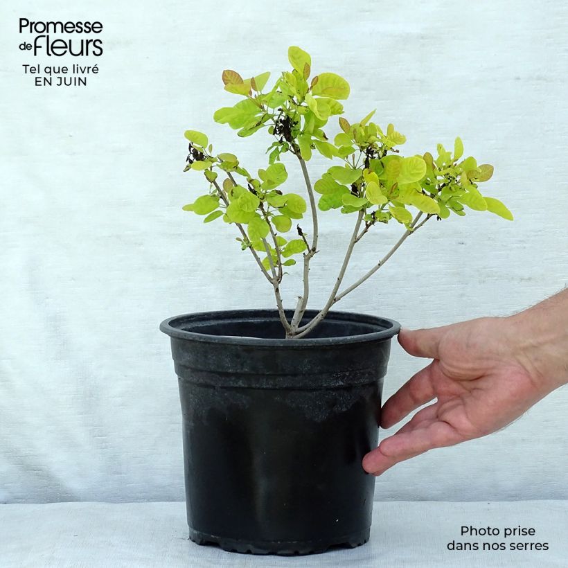 Cotinus coggygria Golden Lady - Smoke Bush 3L/4L pot sample as delivered in summer