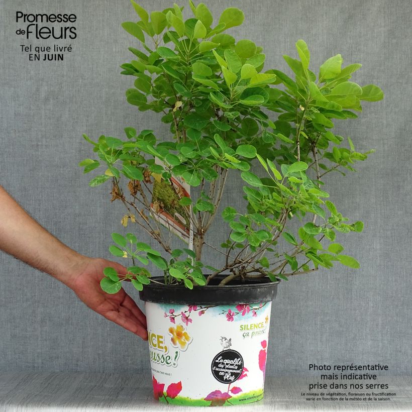 Cotinus coggygria Golden Lady - Smoke Bush 7.5L/10L pot sample as delivered in summer