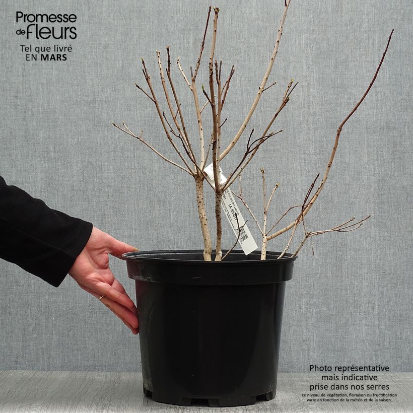 Cotinus coggygria Golden Lady - Smoke Bush sample as delivered in spring